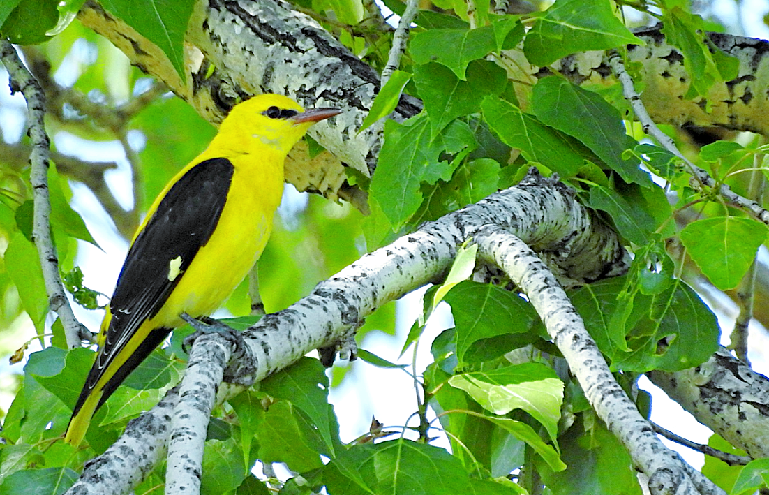 Лат. Oriolus oriolus, фото: lafoy.ru