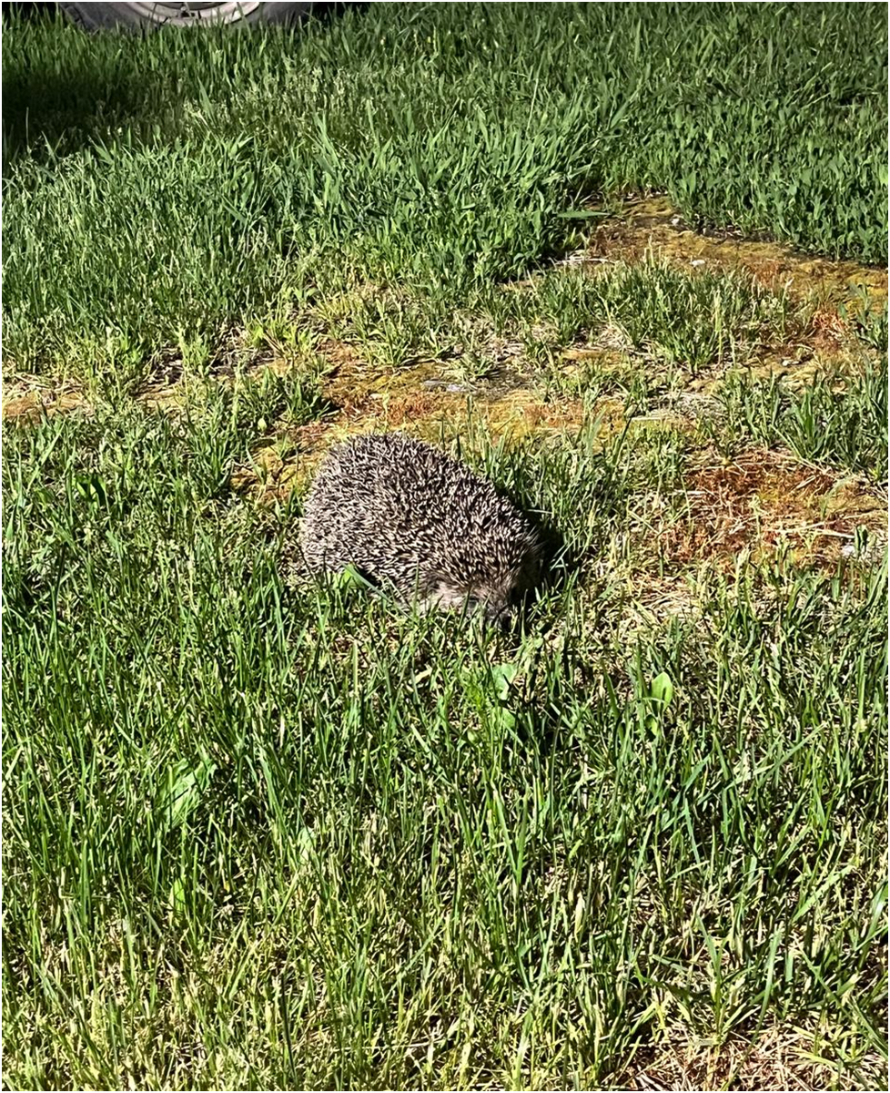 Это Еж, колючее и сердитое животное - современник динозавров.  Фото Бобровкиной-Морковкиной.
