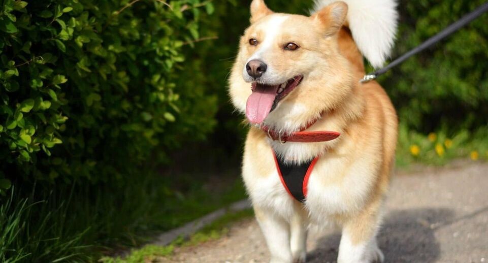    Пресс-служба Министерства сельского хозяйства и продовольствия Московской области