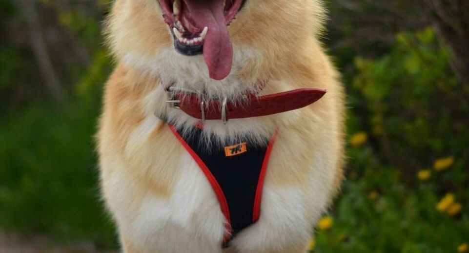     Пресс-служба министерства сельского хозяйства и продовольствия Московской области