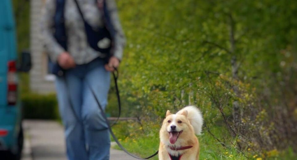     Пресс-служба министерства сельского хозяйства и продовольствия Московской области