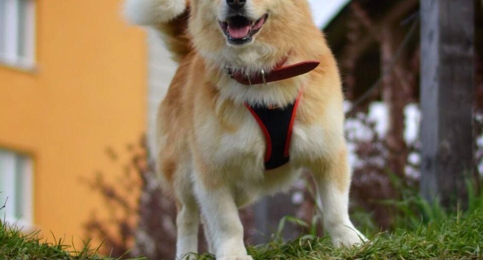     Пресс-служба министерства сельского хозяйства и продовольствия Московской области