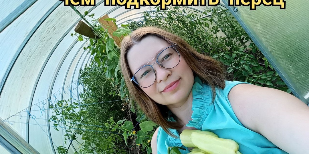Поливаю перец этим раствором 1 раз в неделю и снимаю перец ведрами. Схема подкормки