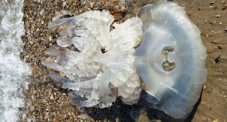    Выброшенная на берег медуза Rhizostoma pulmo / Викимедиа