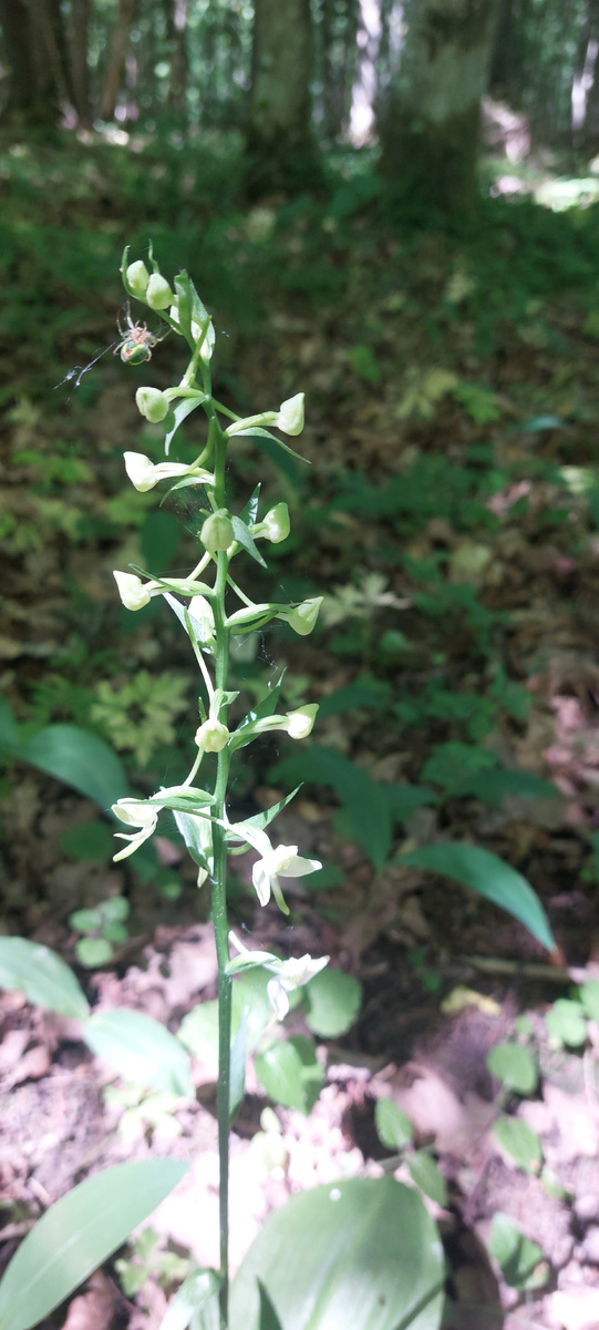 Любка двулистная