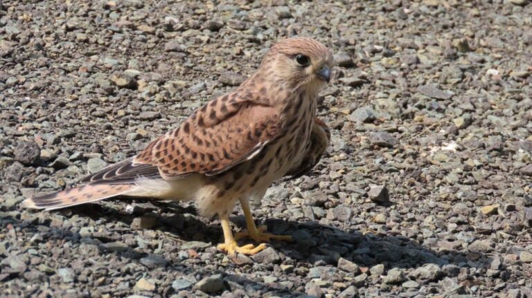    В Оренбургском заповеднике обитает крылатый хищник Кристина Просвиркина
