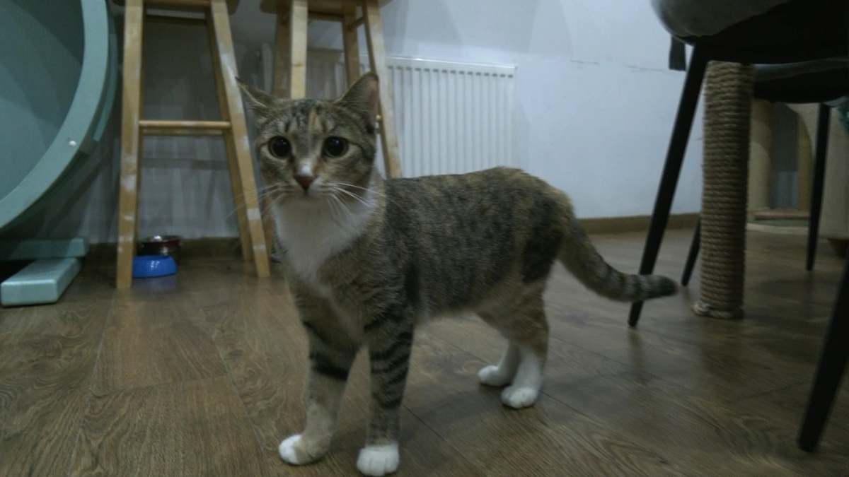    В ханты-мансийской «Котофейне» социализируют бездомных животных