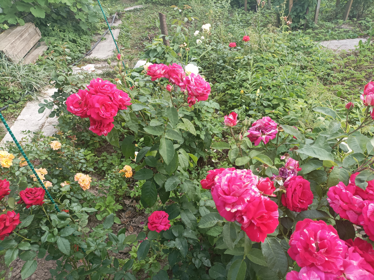 Розы у родственников в Калуге, красота, а аромат! 