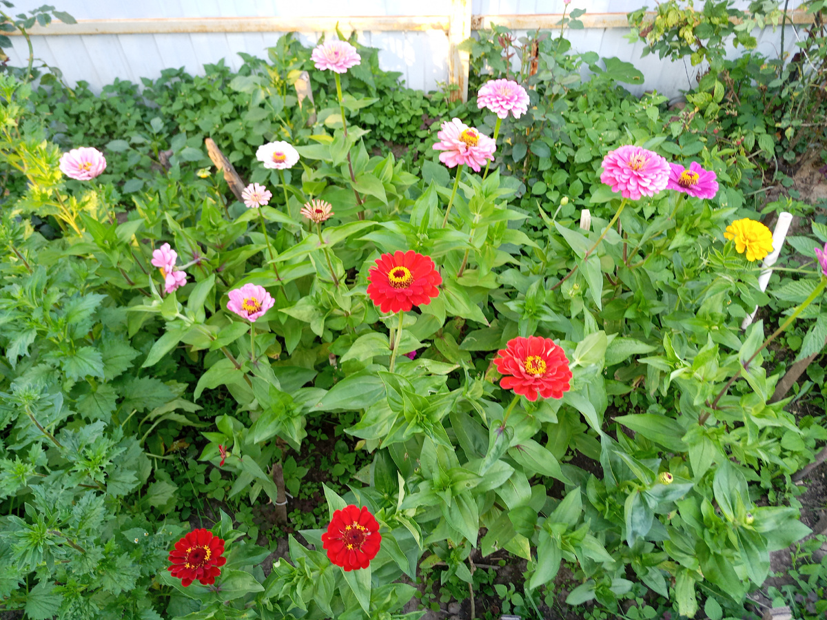 Циннии на участке в этом году.