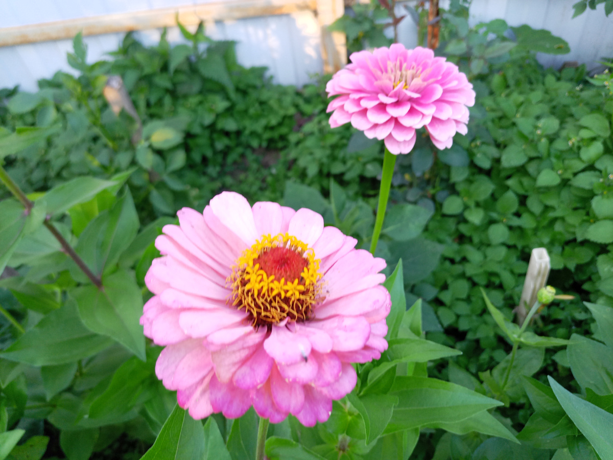 В этом году очень удивила одна расцветка циннии (дальняя на фото): градиентная: от розового до практически белого к краю.