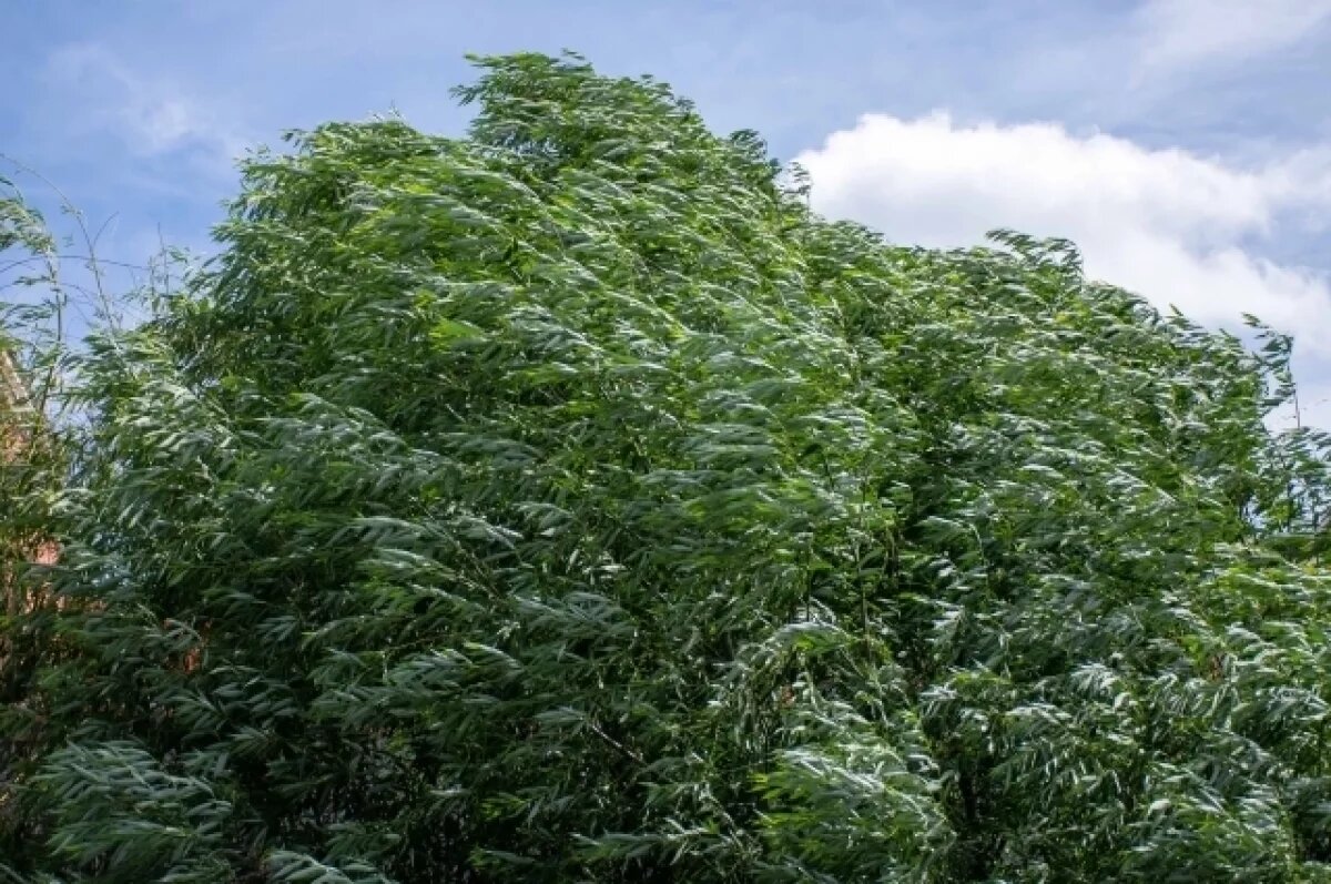    18 июля в Туле ожидается порывистый ветер и жара до +32 ℃