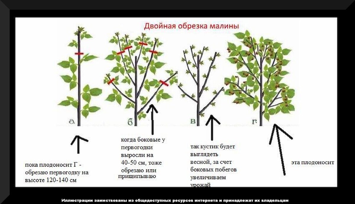 Обрезка малины летом. Когда подрезать побеги малины. Мульчирование малины. Побеги малины. Прищипка ремонтантной малины летом.