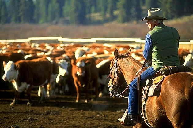 Как пастух стал супергероем