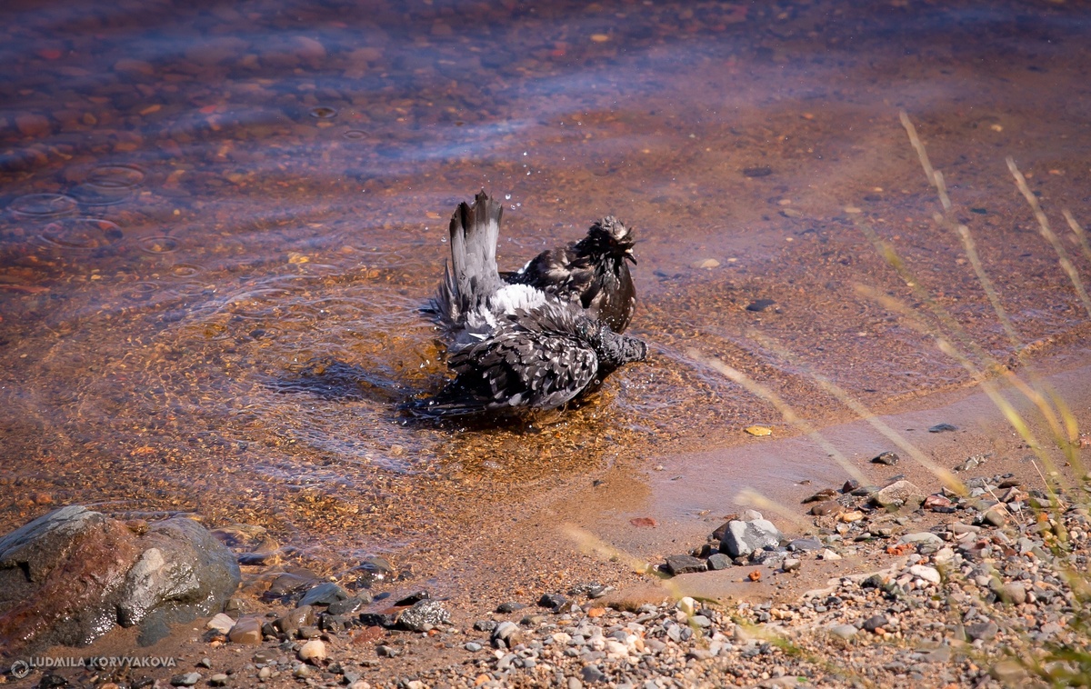     Жара выгнала жителей Петрозаводска на озеро: купаться запрещено
