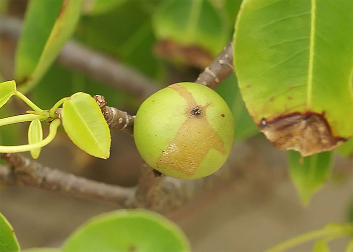 Древние египтяне сбривали себе брови в знак траура, когда умирала их кошка.Простой тест только для умных, люди с советским образованием не пройдут: 7 абсолютно всем известных художников, чьи фамилии никто не знает.Если тебе взбрело в голову использовать бейсбольную биту для самообороны, натяни на нее большой носок. Когда противник попытается перехватить биту, он просто стянет с нее носок, а он в драке бесполезен.Когда у тебя будет желание спрятать чье-то мертвое тело, не закапывай его на пустыре без растительности. Высокое содержание азота в телах стимулирует рост флоры, и вскоре место захоронения будет выделяться веселой зеленой порослью.В стародавние времена беднейшие семьи, чтобы хоть как-то продержаться, не бутылки пустые собирали, а собственную мочу. Ее можно было за небольшие деньги сдать в кожевенные мастерские.Генетически грибы ближе к человеку, чем к растениям. Некоторые ученые вообще склонны считать их живыми.Во время эякуляции голубые киты выбрасывают 150 литров семени, но только 15 литров попадают в самку. Лучше не думать о том, что происходит с остальными 135 литрами.Свиньи способны съесть человека целиком и полностью, за исключением зубов. Неудивительно, что этим пользуются преступники — и в кино, и в реальной жизни.В одном человеческом зубе 36 калорий.Если не считать случаев с падением лайнеров, то большинство пассажиров погибают в авиакатастрофах от паров горящего топлива и удушья. Их могли бы спасти противодымовые капюшоны. Разговоры об этом ведутся с 1985 года, однако самолеты так ими и не оборудованы. А еще физиологи говорят, что шансов выжить больше, если сиденья в салоне самолета смотрят назад, а не вперед.Электронная книга-читалка и в самом деле тяжелее, когда на ней записаны книги. Это следствие метода хранения информации. В Калифорнийском университете подсчитали, что читалка с объемом памяти 4 гигабайта станет тяжелее на 0,000000000000000001 грамма, если всю память заполнить. А если весь Интернет закачать на какой-то носитель, то Интернет будет весить 50 граммов.Каннибалы в разговорах признавались, что самая вкусная часть тела — глазное яблоко, его приятно лизать.Большинство мужчин, покорявших Эверест или другие сопоставимые по высоте горы, рассказывали о мощной эрекции из-за перемен в кровяном давлении.Глаза у сов не сферические, а цилиндрические. Такими глазами очень тяжело вращать, так что природа компенсировала этот дефект неожиданно, позволив совам крутить головой на 270 градусов.Необходимо надуть 72 воздушных шарика, чтобы средних размеров чихуахуа оторвался от земли.Вес ленивцев может на одну треть состоять из содержимого кишечника. Чтобы сходить в туалет, им может понадобиться несколько часов.Если у вас имеется аллергия на шоколад, то почти наверняка в придачу будет аллергия на тараканов.Волокнистые образования внутри бананов называются пучками флоэмы. С их помощью питательные вещества распространяются по всей длине банана. Так что перед нами что-то вроде кровеносно-сосудистой системы растения.тела алкоголиков разлагаются быстрее, чем тела непьющих. Алкоголь не служит консервантом, он вырабатывает сахар, который бактерии обожают.Печень белого медведя содержит летальную для человека концентрацию витамина A. Печень почти любого хищника в этом отношении опасна, просто у белого медведя она еще и огромная.Самое смертельное растение на планете — манцинелловое дерево. Растет в странах Центральной Америки и на Карибах. ПопробоватьЧтобы умереть от потери крови, надо, чтобы вытекло два литра.Почти всем птицам, кроме голубей, необходима гравитация, чтобы происходил процесс заглатывания пищи. Поэтому в невесомости птицы быстро вымрут. Помни об этом, когда смотришь фантастические фильмы.