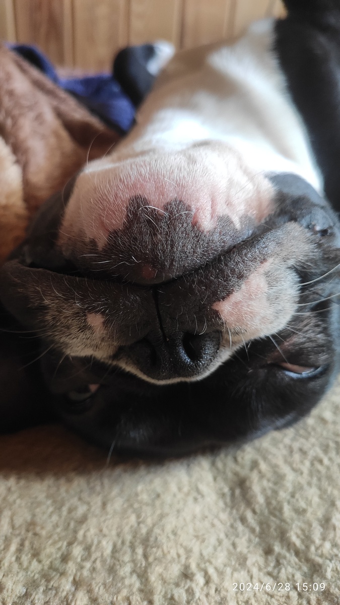 Фото автора Довольный своим "отпуском" Марсель