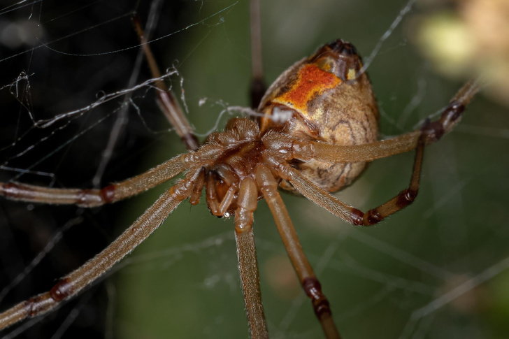 Latrodectus geometricus