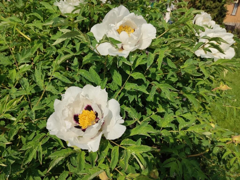 Древовидные пионы она у меня категорически отказалась принять. Хотя имеет участок в 15 соток.