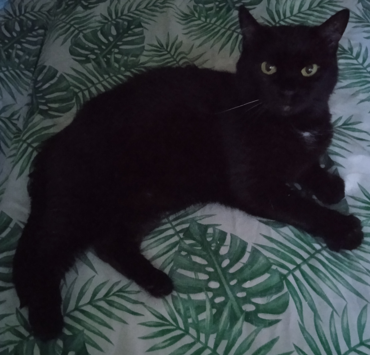 Выдает возраст белое пятнышко на груди и белый ус. Виспа до 8-9 лет была абсолютно черной.