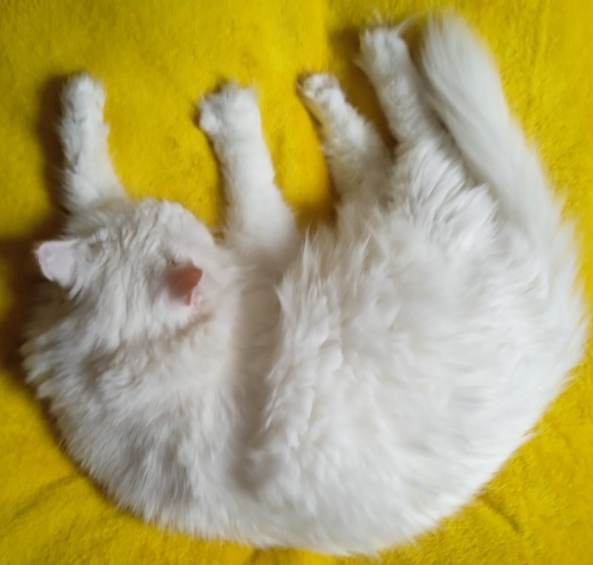 Любимое занятие Белки - спать. 