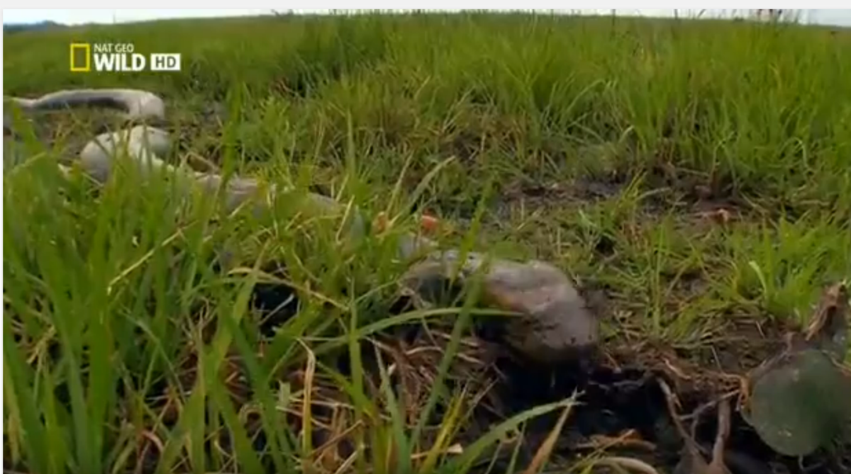 Анаконда в траве. Все иллюстрации к этой публикации являются стоп-кадрами документального фильма «Анаконда – королева змей».