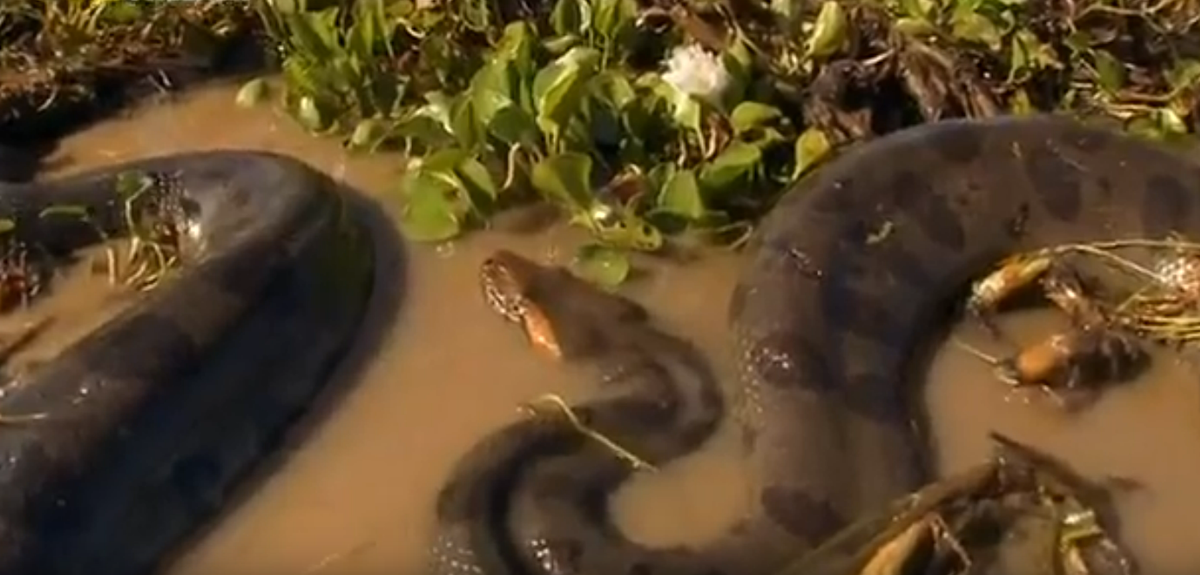 Анаконда в воде.