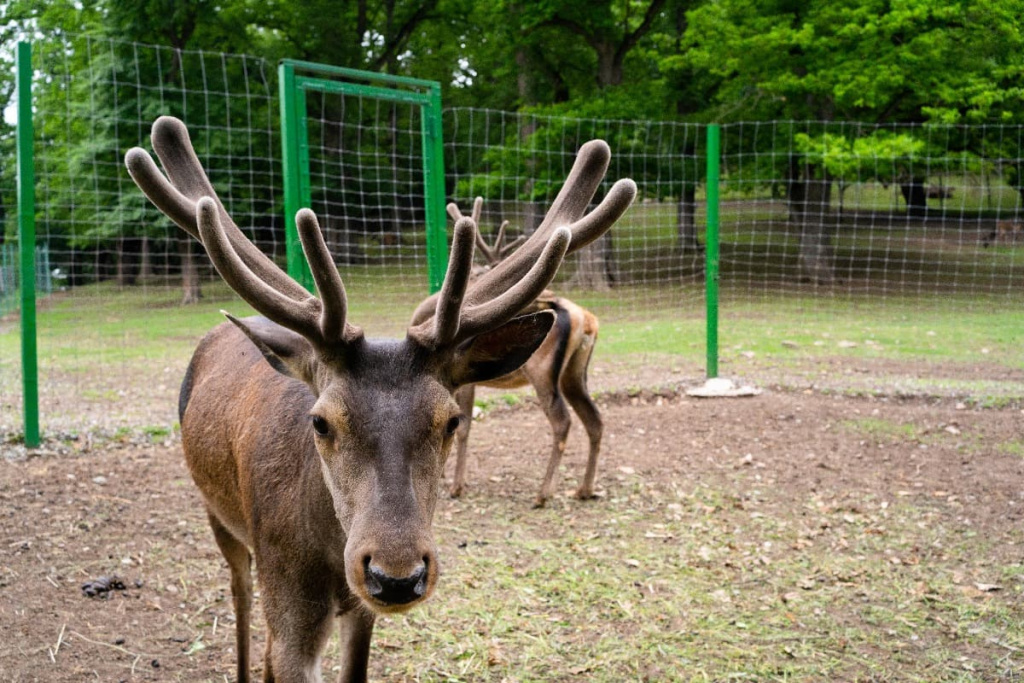 Обитатели Дилижанского заповедника 