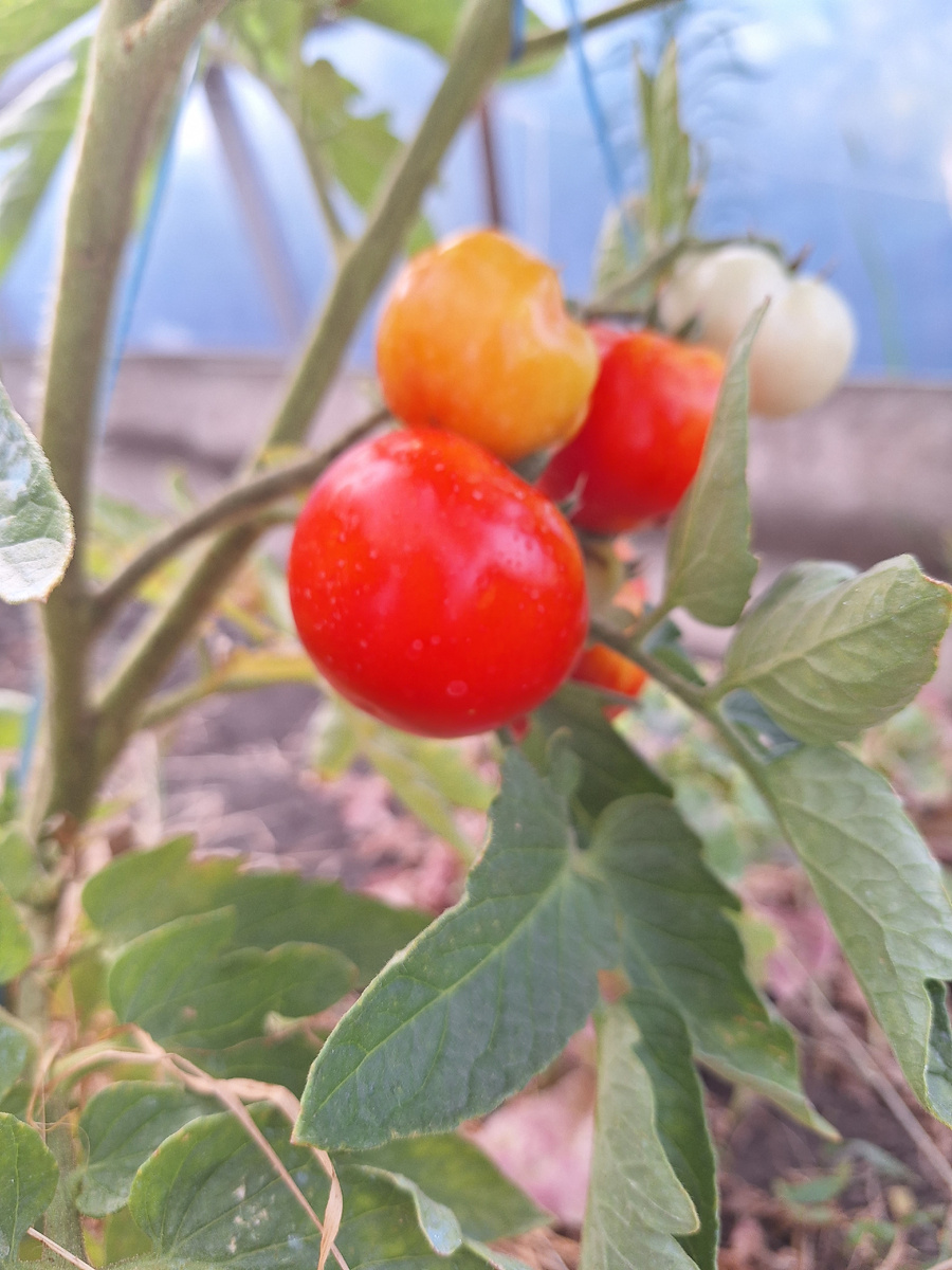 Помидоры в моей теплице