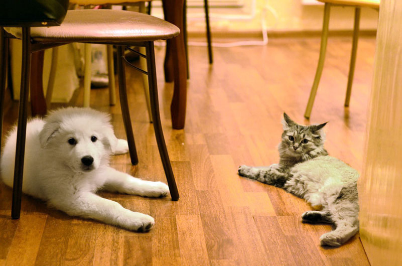 Мареемы  просто великолепные няньки для маленьких детей. Марремы порой позволяют  детям делать с собой то, что кажется не стоило позволять.