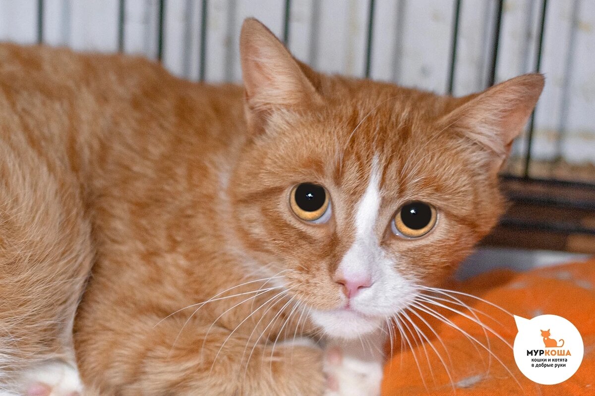 Тодеуса привезли с дачи, брат Талиши.