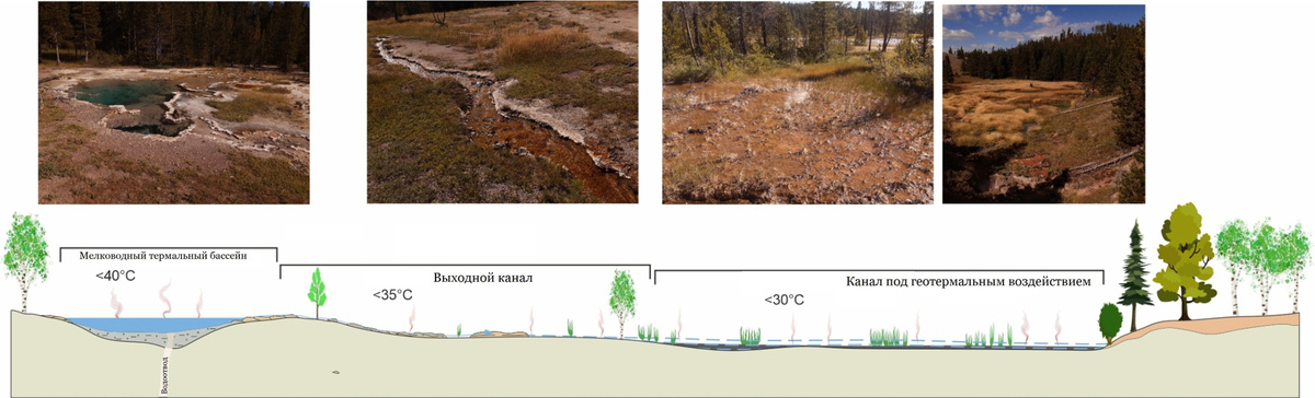  Трактовка условий осадконакопления в прошлом гидротермального поля в  Моравии, Чехия. Идеализированный поперечный разрез впадины, в которой  находится термальный источник. Бассейн, питаемый термальной водой,  окружен невысоким ободком из кварцевого агломерата, через который  протекают отводящие потоки. Выходные каналы служат средой обитания для  редкой сосудистой растительности на междуречье. Отводные каналы питают  отдаленные водно-болотные угодья с разнообразной растительностью. На  фотографиях над эскизом показаны соответствующие места обитания,  нанесенные на карту в районах активных горячих источников  Йеллоустонского национального парка.