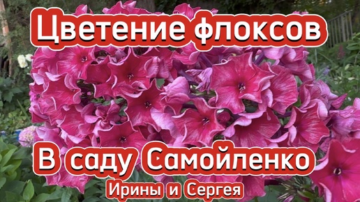 Цветение флоксов в саду Самойленко Ирины и Сергея(часть 1-я)