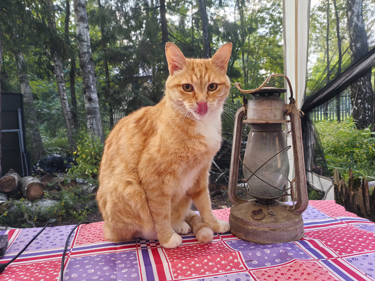Осуждаю! Пока писала, кот всё время сидел возле меня. Наверное, чтобы ничего не забыла. 