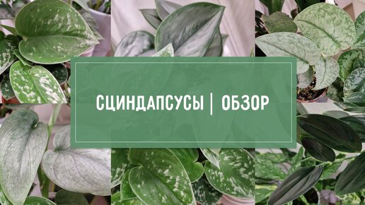 Обзор СЦИНДАПСУСОВ