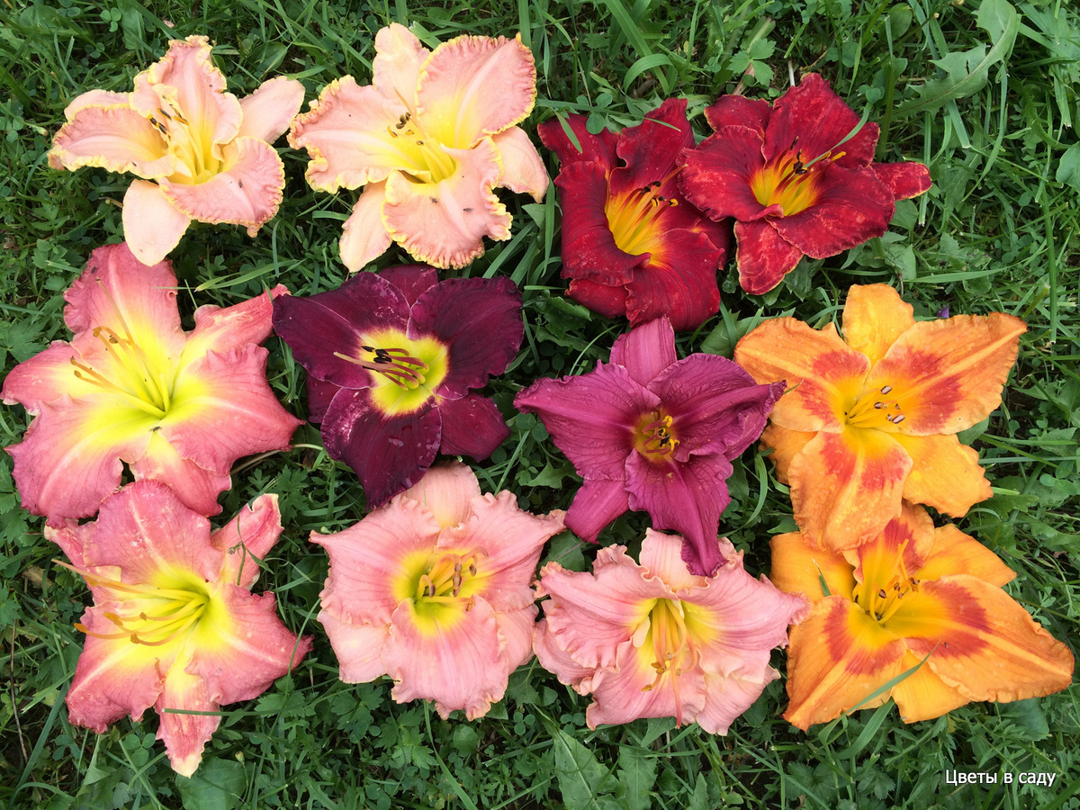 Цветы разных сортов лилейников