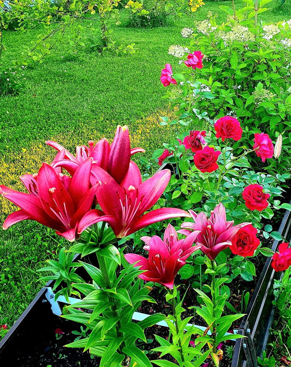 Июльские цветы