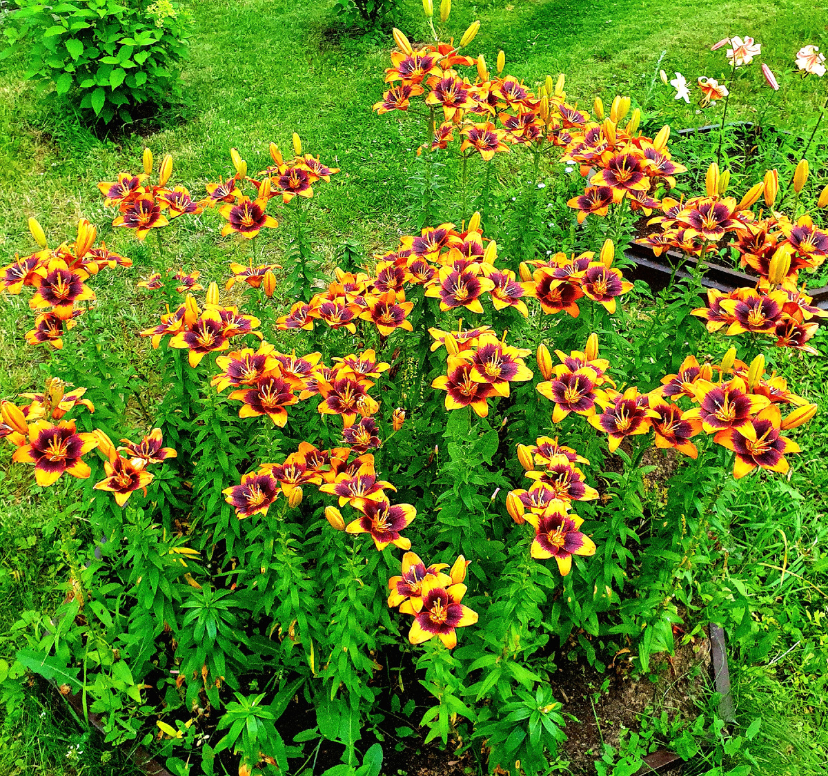 Азиатские лилии