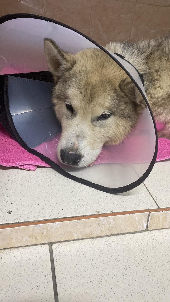 Маламут на лечении  в клинике