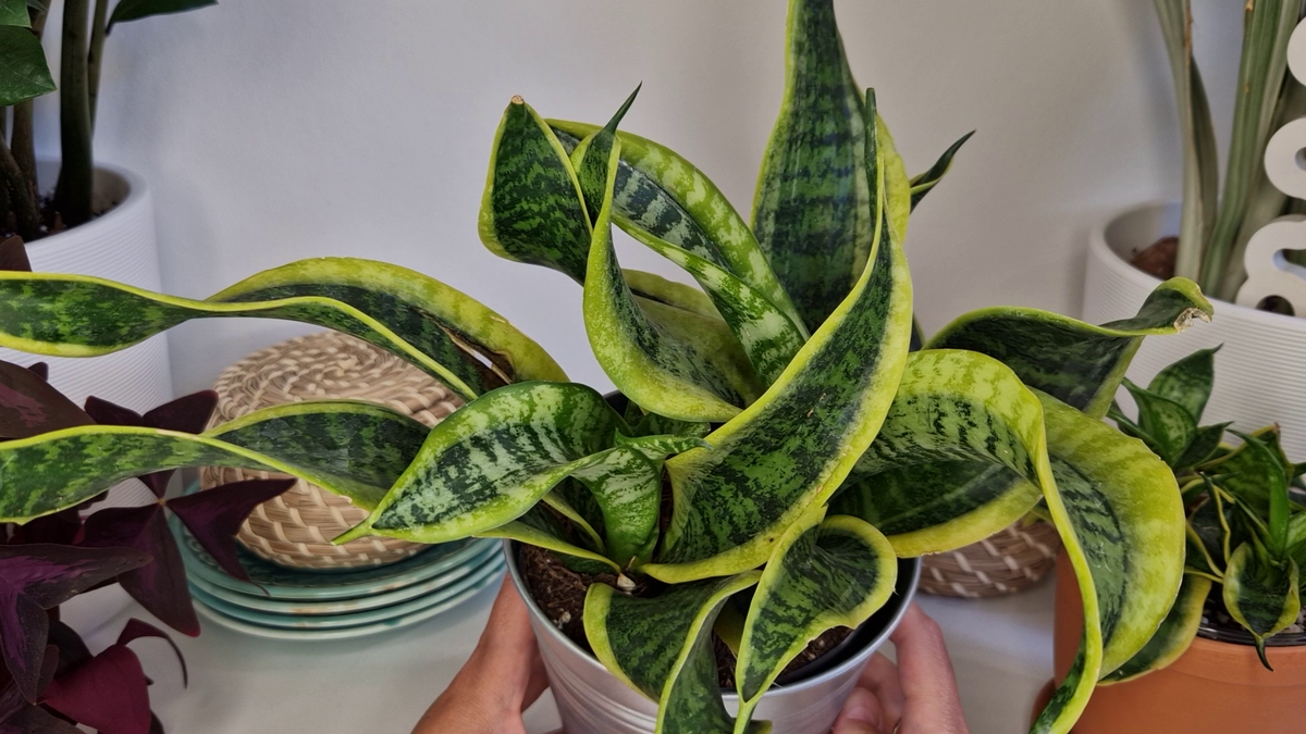 Сансевиерия Dragon Tongue