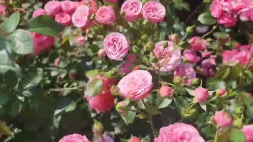 ЭТИ РОЗЫ ЦВЕТУТ ВСЁ ЛЕТО! Показываю ЛУЧШИЕ СОРТА! Обзор сада с розами
