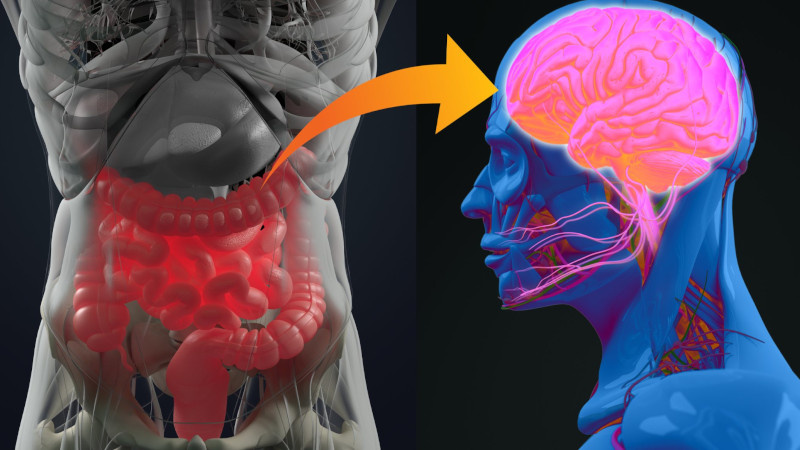    У нашего мозга может быть собственная микробиота