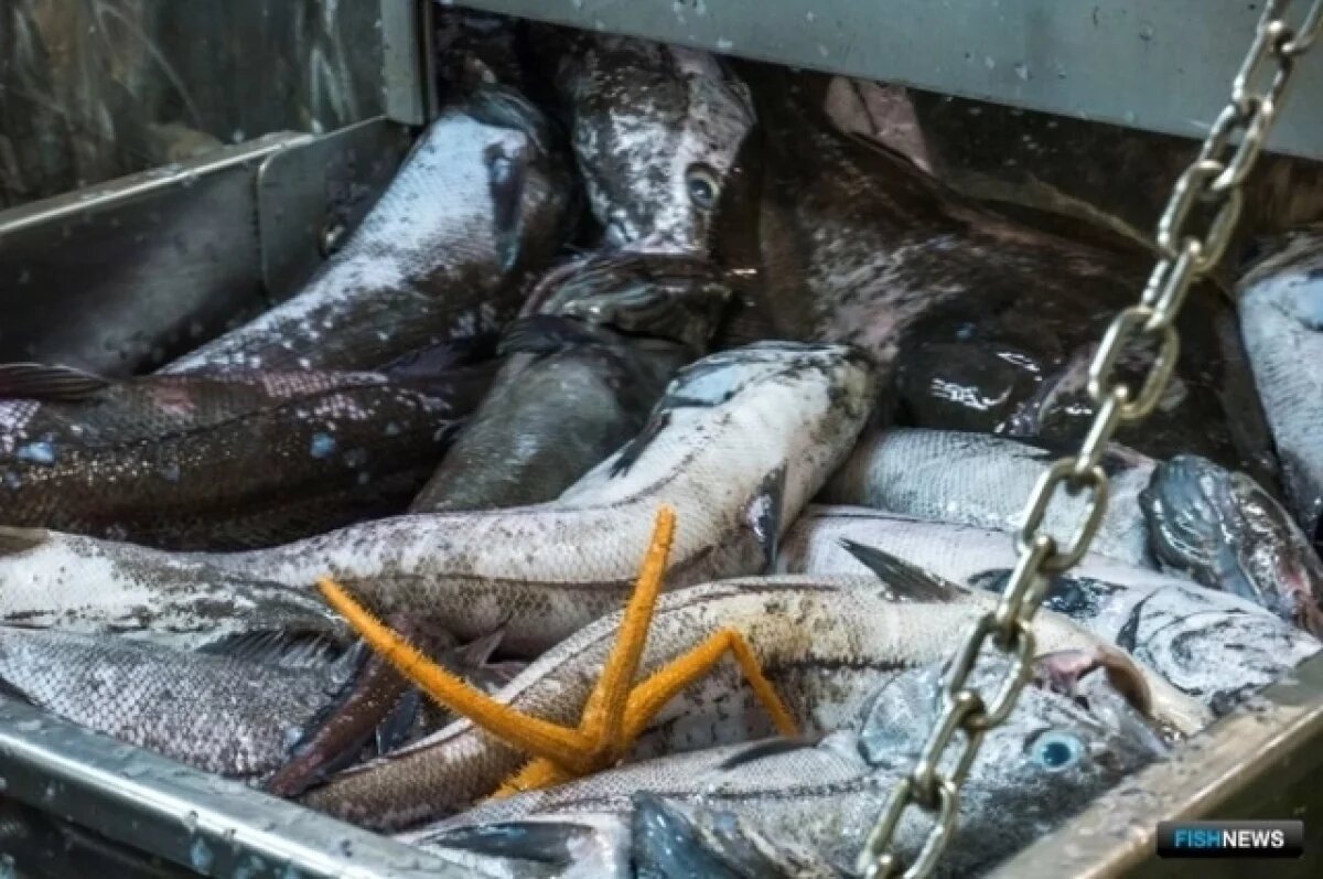    Компания Сергея Дарькина лишилась квот на вылов макруруса