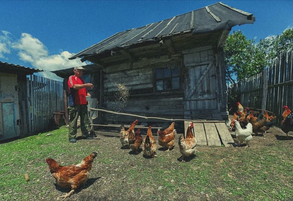 Куры во дворе.