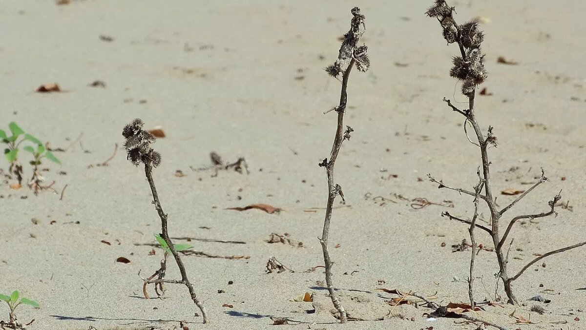 Потерь урожая из-за аномальной погоды не избежать, но это, скорее, повлияет на внешний, а не на внутренний рынок. Источник: 1MI