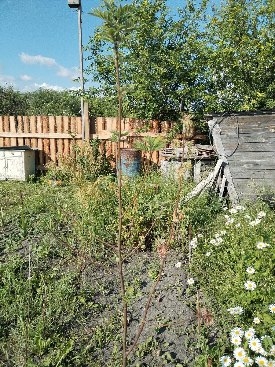 Пизанская башня... фотографировали рябину сохнущую, искали причину, решили что норма... Если есть для нас информация - пишите в комментариях, будем благодарны.