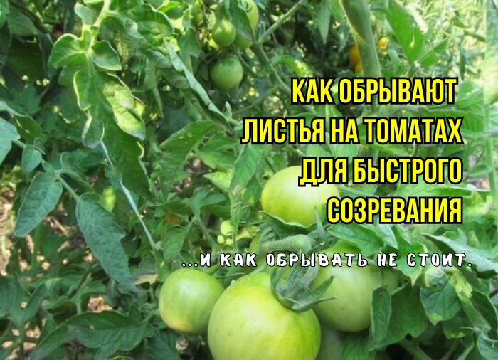 Чтобы помидоры быстро созрели, нужно правильно обрезать листья. И какие листья "кормящие": 3 тонкости - агрономы советуют