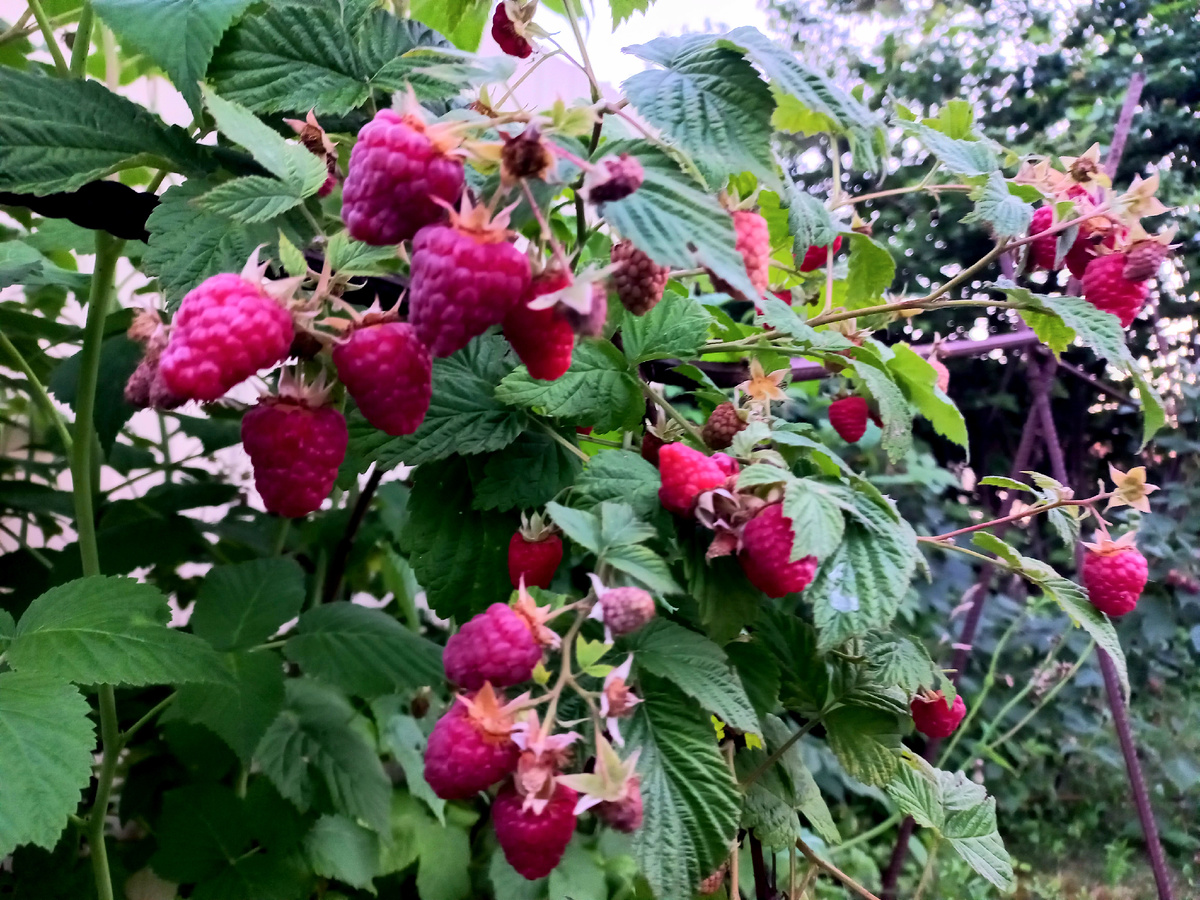 Фото автора Геракл.