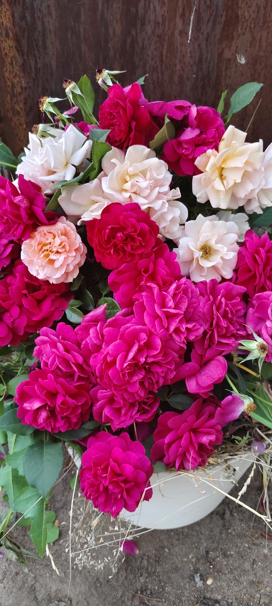 Обрезка после первого цветения- тоже красиво)