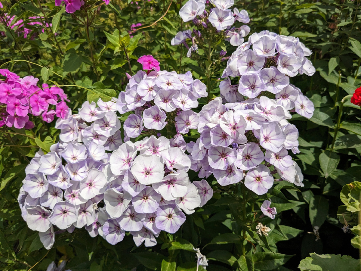 Флокс метельчатый, сорт неизвестен