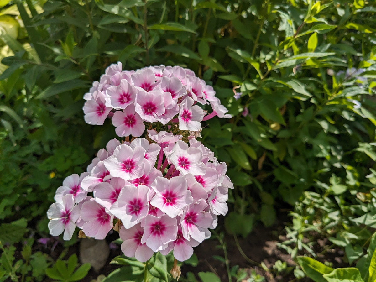 Флокс метельчатый, сорт Swizzle